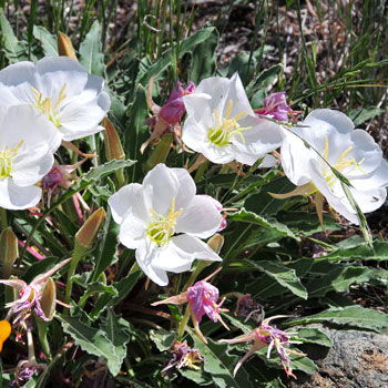 Oenothera caespitosa, Tufted Evening Primrose